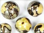 Lot: Septarian Spheres - - Pieces #78049-1